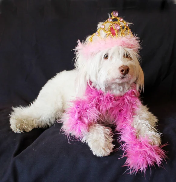 White Dog Fashion Photo Shoot. Pretty White Dogs Wear Colorful Boa\'s for a Fashion Photo Shoot. Dog Photo Shoot. Beautiful Maltese Dog with a Pink and White feather boa in a dog bed with a blue seamless background. Valentines Day Dog Photo Shoot.