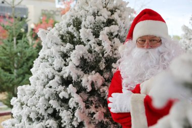 Noel zamanı. Noel Baba. Noel ağacı. Noel Ağacı sürüsü. Bir Noel ağacı sürüsü olan Noel Baba. Noel zamanı. Yeni yıl. Noel tatilleri. Noel konsepti. Noel Baba Noel ağacı taşır. Çam ağacı. Noel Baba kostümü. Xmas Ağaç Satışı
