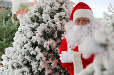 Noel zamanı. Noel Baba. Noel ağacı. Noel Ağacı sürüsü. Bir Noel ağacı sürüsü olan Noel Baba. Noel zamanı. Yeni yıl. Noel tatilleri. Noel konsepti. Noel Baba Noel ağacı taşır. Çam ağacı. Noel Baba kostümü. Xmas Ağaç Satışı