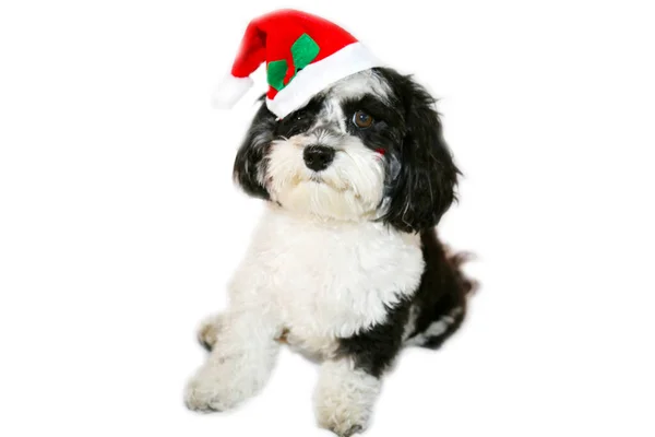 Рождество Санта Клаус Красивая Гаванская Собака Яванская Собака Носит Шляпу — стоковое фото