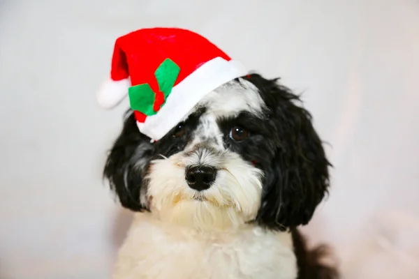 Navidad Santa Claus Hermoso Perro Javanés También Conocido Como Havanese — Foto de Stock