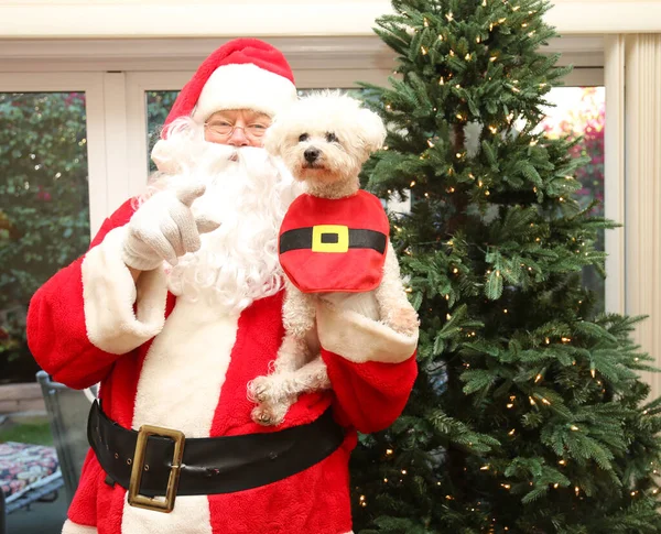 Weihnachten Weihnachtsmann Der Weihnachtsmann Und Sein Weihnachtshund Weihnachten Bichon Frise — Stockfoto