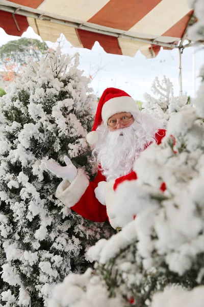 Vánoce Santa Claus Vánoční Strom Stádo Vánočního Stromu Santa Claus — Stock fotografie