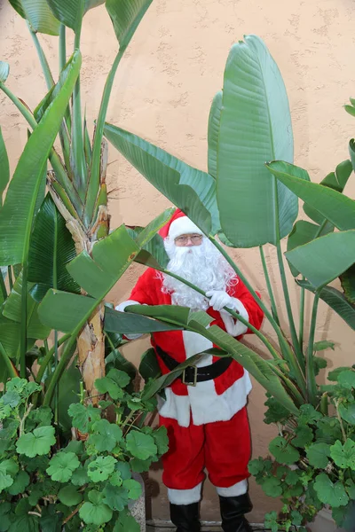 Pai Natal Natal Papai Noel Esconde Atrás Pássaro Paraíso Folhas — Fotografia de Stock
