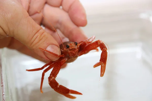 Pelagic Red Crab. Red Pelagic Crab. Pleuroncodes planipes. A marine biologist or veterinarian holds and examines a live red crab in a laboratory. Small red Tuna Crab. Marine Biology. Crab. Marine Life. Live Animal.
