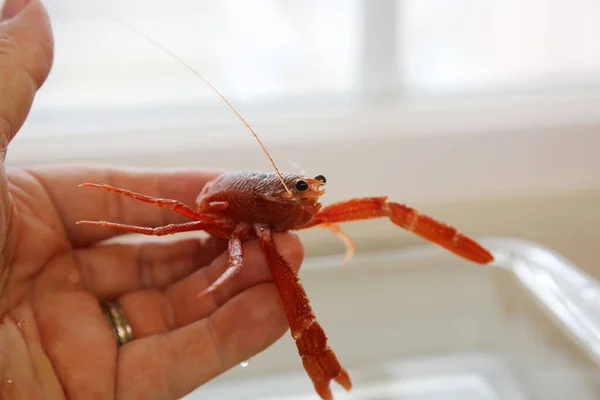 Pelagic Kırmızı Yengeç Kırmızı Pelagic Yengeci Pleuroncode Planipleri Bir Deniz — Stok fotoğraf