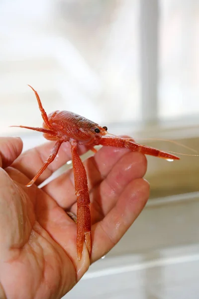 Pelagic Red Crab. Red Pelagic Crab. Pleuroncodes planipes. A marine biologist or veterinarian holds and examines a live red crab in a laboratory. Small red Tuna Crab. Marine Biology. Crab. Marine Life. Live Animal.