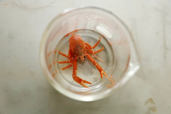 Pelagic Red Crab. Red Pelagic Crab. Pleuroncodes planipes. A marine biologist or veterinarian holds and examines a live red crab in a laboratory. Small red Tuna Crab. Marine Biology. Crab. Marine Life. Live Animal.