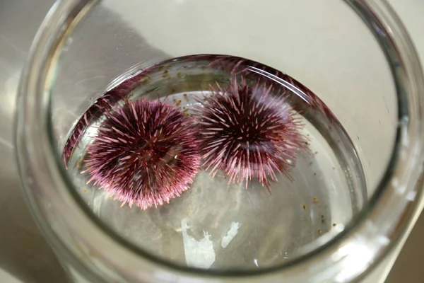 Purple Sea Urchin.  Strongylocentrotus purpuratus. Live Purple Sea Urchins in a Marine Biology Laboratory. Research and Biology along with Science and Nature.