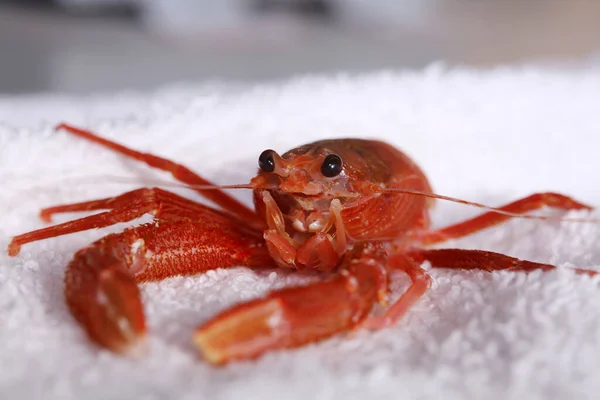 Caranguejo Vermelho Pelágico Caranguejo Pelágico Vermelho Pleuroncodes Planipes Biólogo Marinho — Fotografia de Stock