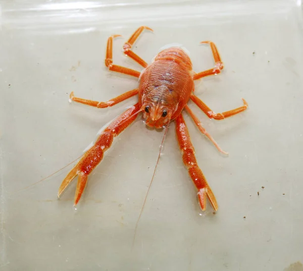 Pelagic Red Crab. Red Pelagic Crab. Pleuroncodes planipes. A marine biologist or veterinarian holds and examines a live red crab in a laboratory. Small red Tuna Crab. Marine Biology. Crab. Marine Life. Live Animal.