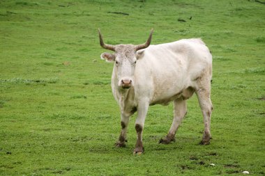 Dümen kır. Saçmalık. İnek. Çiftlikteki boğalar. Boğalar çiftlikte vakit geçirir. Boğalar yemek yer ve sahada dururlar. Çiftlik. Buğday ve otla kepek yiyen boğalar. Tarlada duran kocaman, güzel bir boğa. Sığırlar. Kocaman bir boğa otlakta otluyor. Tehlikeli bir hayvan..