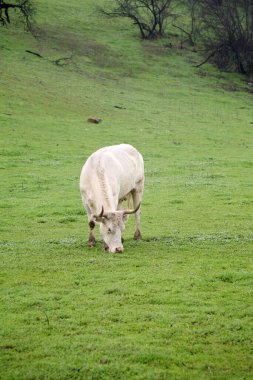 Dümen kır. Saçmalık. İnek. Çiftlikteki boğalar. Boğalar çiftlikte vakit geçirir. Boğalar yemek yer ve sahada dururlar. Çiftlik. Buğday ve otla kepek yiyen boğalar. Tarlada duran kocaman, güzel bir boğa. Sığırlar. Kocaman bir boğa otlakta otluyor. Tehlikeli bir hayvan..