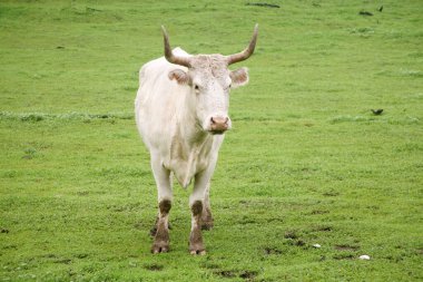Dümen kır. Saçmalık. İnek. Çiftlikteki boğalar. Boğalar çiftlikte vakit geçirir. Boğalar yemek yer ve sahada dururlar. Çiftlik. Buğday ve otla kepek yiyen boğalar. Tarlada duran kocaman, güzel bir boğa. Sığırlar. Kocaman bir boğa otlakta otluyor. Tehlikeli bir hayvan..
