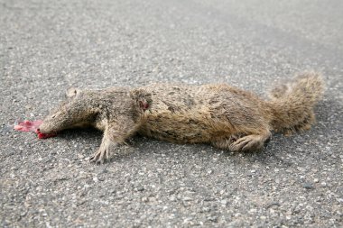 Sincap. Yol Ölümü. Ölü Sincap. Yolda ölü bir sincap yatıyor, bir araba tarafından öldürüldü. Yollarda vahşi hayvanların ölümü. Batı gri sincabı yolda ölmüş. Sciurus griseus. 