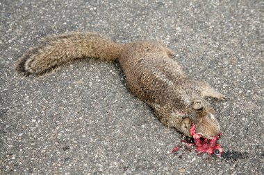 Sincap. Yol Ölümü. Ölü Sincap. Yolda ölü bir sincap yatıyor, bir araba tarafından öldürüldü. Yollarda vahşi hayvanların ölümü. Batı gri sincabı yolda ölmüş. Sciurus griseus. 