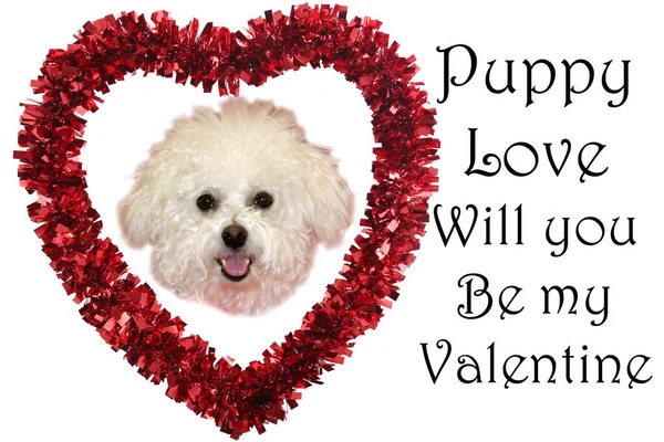 Ημέρα Του Αγίου Βαλεντίνου Σκύλος Βαλεντίνος Χαριτωμένη Καρδιά Ημέρα Του — Φωτογραφία Αρχείου