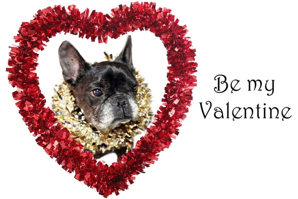 Día San Valentín Perro Valentine Lindo Corazón San Valentín Con —  Fotos de Stock