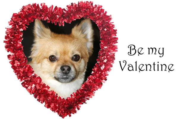 Valentines Day Dog Valentine Cute Valentines Day Heart Special Dog — Stock Photo, Image