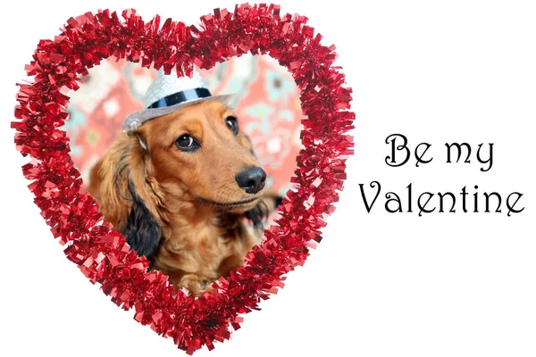 Día San Valentín Perro Valentine Lindo Corazón San Valentín Con —  Fotos de Stock