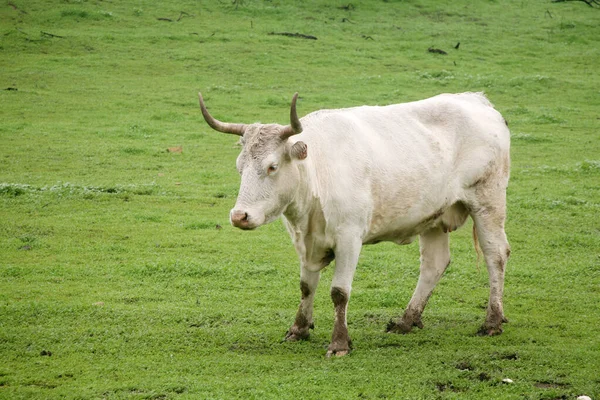 Sterzare Toro Mucca Tori Una Fattoria Tori Passano Del Tempo — Foto Stock