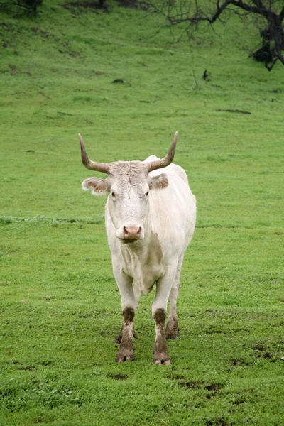 农场里的公牛队公牛花时间在农场上 公牛吃着 站在田野里 公牛用麦子和草吃麦麸 大而美丽的公牛站在田野里 一头大牛在牧场上吃草 危险动物 — 图库照片