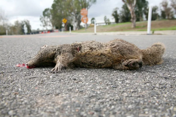 Ardilla Road Kill Ardilla Muerta Una Ardilla Muerta Yace Carretera —  Fotos de Stock