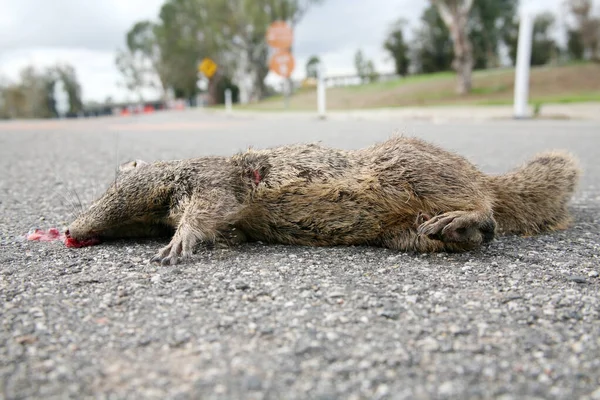 Ardilla Road Kill Ardilla Muerta Una Ardilla Muerta Yace Carretera —  Fotos de Stock