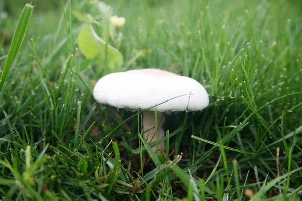 Houby Spore Print Izolovaný Bílém Pokoj Pro Text Oříznutá Cesta — Stock fotografie