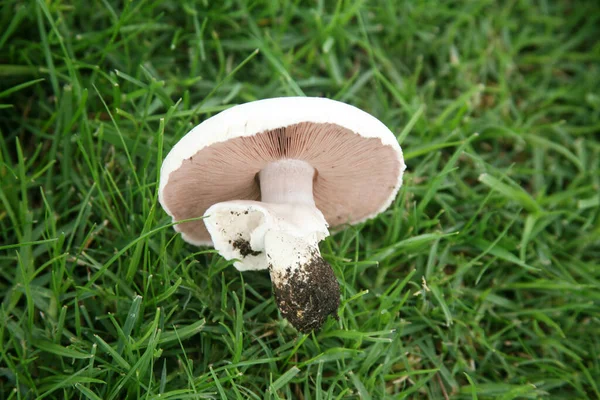 Houby Spore Print Izolovaný Bílém Pokoj Pro Text Oříznutá Cesta — Stock fotografie