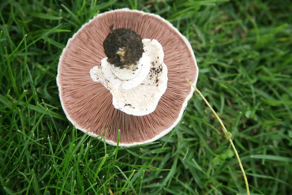 Houby Spore Print Izolovaný Bílém Pokoj Pro Text Oříznutá Cesta — Stock fotografie