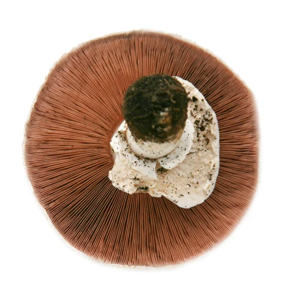 머쉬룸 Spore Print 흰색으로 격리되어 있습니다 문자를 Agaricus Bitorquis Mushroom — 스톡 사진