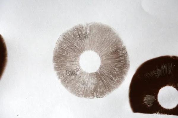 Fungo Stampa Spore Isolato Bianco Spazio Messaggi Percorso Ritaglio Agaricus — Foto Stock