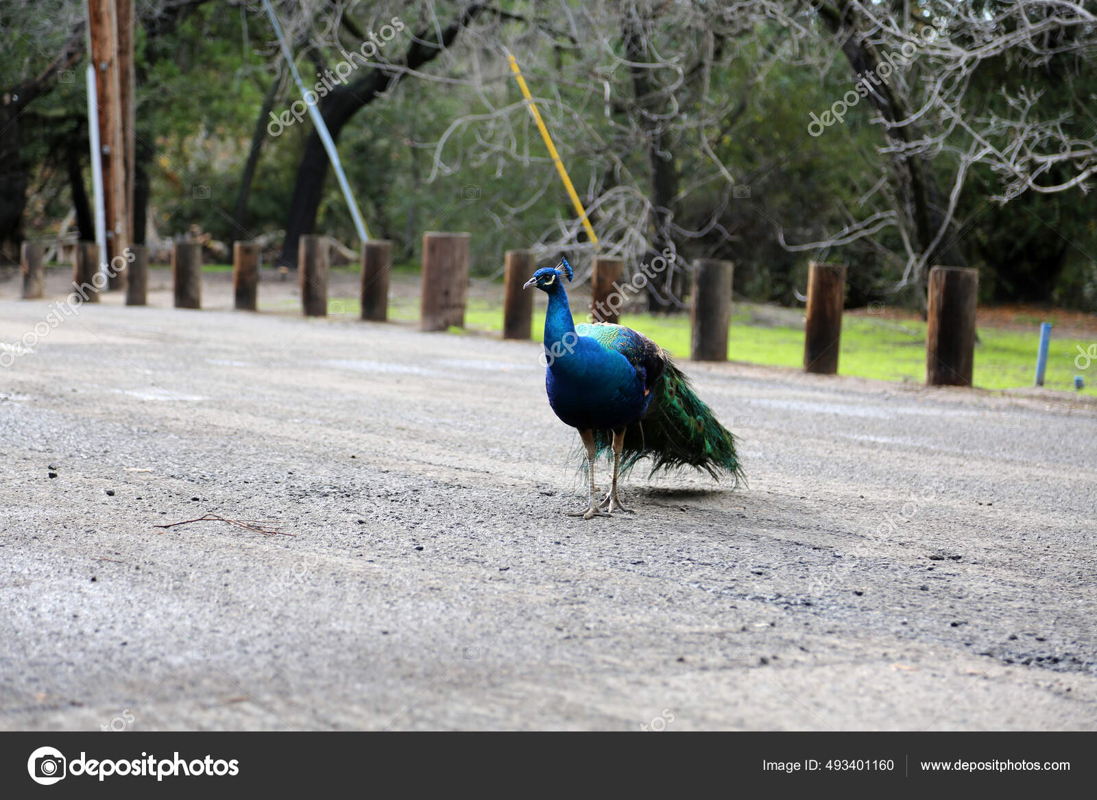 一只漂亮的雄性孔雀孔雀在阳光直射时寻找食物明亮的蓝色孔雀长着长长的尾巴和五彩斑斓的羽毛在绿色的草地上漫步公园里的孔雀