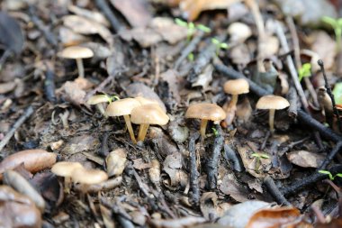 Mantar. Vahşi mantar. Dışarıda çimen yetişen mantarlar. Mantar tarlası. Gymnopilus spektabilis. Gülen mantar ölü ahşap üzerinde büyüyor. Yaban mantarları yenilebilir, zehirlenebilir ya da halüsinasyon görebilir. Kurbağa Dışkıları. 