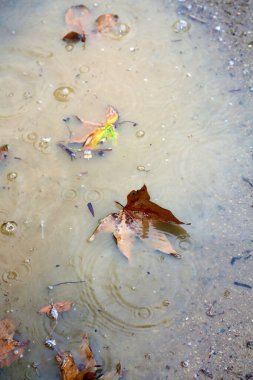Yağmur Fırtınası. Yağmur. Su birikintisinde dalgalanan yağmur damlaları. Yağmur damlaları ve bardaktan boşanırcasına yağmur. Bardaktan boşanırcasına yağan yağmurda mavi yağmurluk ve açık bir şemsiye giymiş bir adam dışarıda duruyor. Yağmur oluğuna bağlı bir hortum yağmur suyunu uzaklaştırmak için..