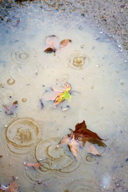 Yağmur Fırtınası. Yağmur. Su birikintisinde dalgalanan yağmur damlaları. Yağmur damlaları ve bardaktan boşanırcasına yağmur. Bardaktan boşanırcasına yağan yağmurda mavi yağmurluk ve açık bir şemsiye giymiş bir adam dışarıda duruyor. Yağmur oluğuna bağlı bir hortum yağmur suyunu uzaklaştırmak için..