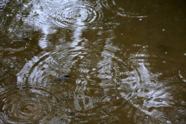 Yağmur Fırtınası. Yağmur. Su birikintisinde dalgalanan yağmur damlaları. Yağmur damlaları ve bardaktan boşanırcasına yağmur. Bardaktan boşanırcasına yağan yağmurda mavi yağmurluk ve açık bir şemsiye giymiş bir adam dışarıda duruyor. Yağmur oluğuna bağlı bir hortum yağmur suyunu uzaklaştırmak için..