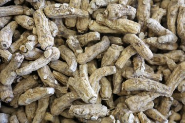 Ginseng . Ginseng Root bir Çin bitkisi dükkanında satılığa çıkmış. Ginseng başka kullanımlarla birlikte ilaç için de kullanılır. Dünya çapında insanlar her gün Ginseng 'in tadını çıkarıyorlar. Ginseng kökü. Ginseng kökünün tıbbi tortusu. 