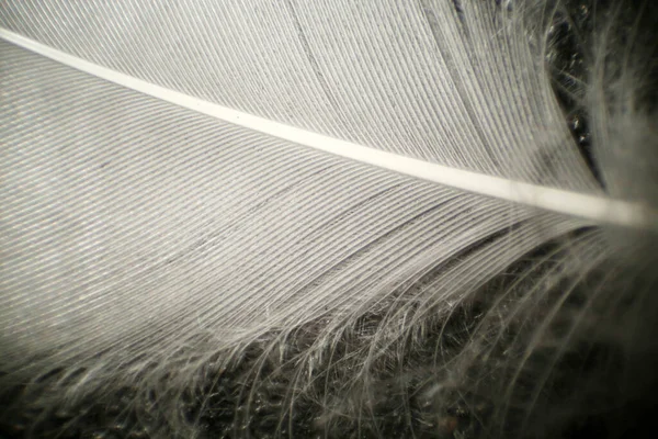 Λευκή Πάπια Φτερό Χήνας Όπως Φαίνεται Στο Μικροσκόπιο Φωτογραφήθηκε 1000 — Φωτογραφία Αρχείου