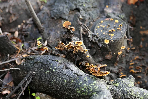 Mushroom Wild Mushroom Mushroom Growing Grass Field Mushroom Gymnopilus Spectabilis — Stock Photo, Image