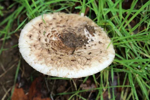 Houby Divoká Houba Venku Roste Houba Trávou Hřib Polní Gymnopilus — Stock fotografie