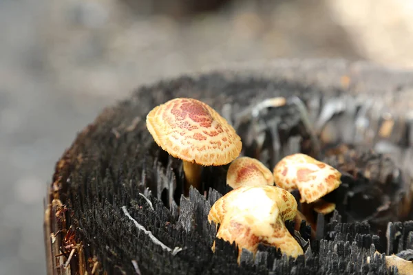 Pilz Wilder Pilz Draußen Wachsen Pilze Mit Gras Feldpilz Gymnopilus — Stockfoto