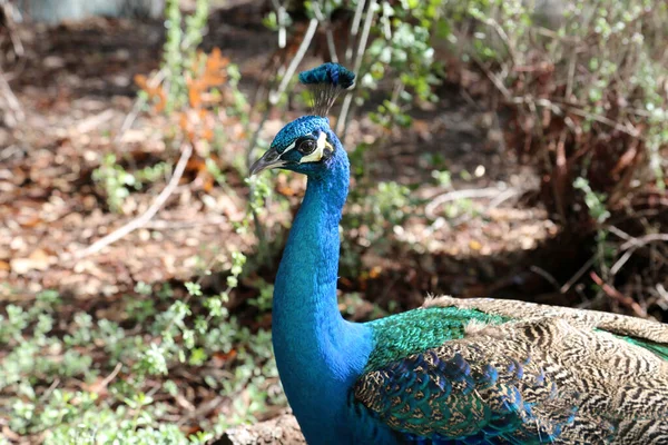 Påfågel Vacker Manlig Påfågel Peacock Letar Efter Mat Medan Direkt — Stockfoto