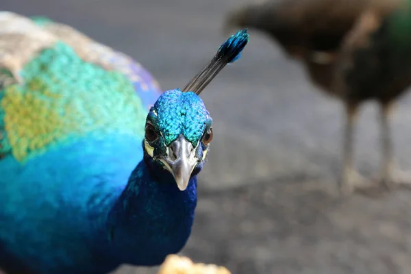 Påfågel Vacker Manlig Påfågel Peacock Letar Efter Mat Medan Direkt — Stockfoto