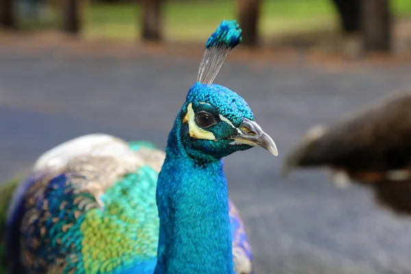 Påfågel Vacker Manlig Påfågel Peacock Letar Efter Mat Medan Direkt — Stockfoto