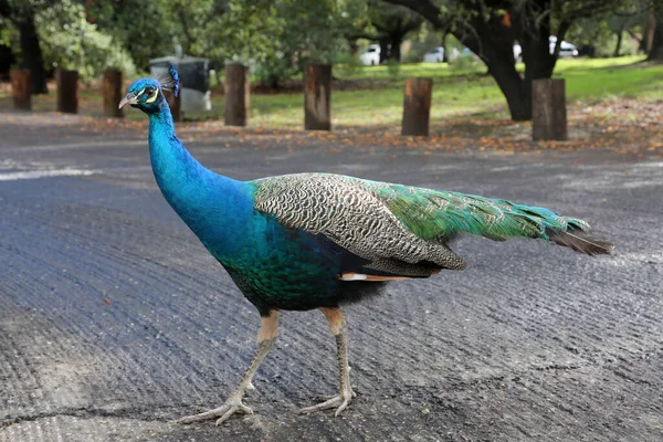 Påfågel Vacker Manlig Påfågel Peacock Letar Efter Mat Medan Direkt — Stockfoto