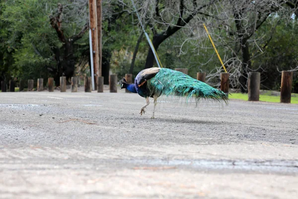 Påfågel Vacker Manlig Påfågel Peacock Letar Efter Mat Medan Direkt — Stockfoto