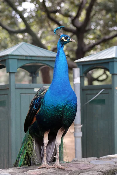 Påfågel Vacker Manlig Påfågel Peacock Letar Efter Mat Medan Direkt — Stockfoto