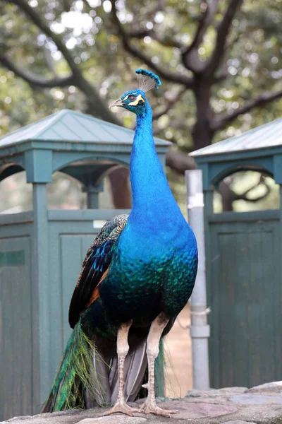Påfågel Vacker Manlig Påfågel Peacock Letar Efter Mat Medan Direkt — Stockfoto